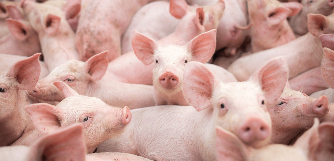 web Impacto económico de la etapa crecimiento – finalización porcina