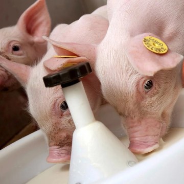 WEB Conozca un estudio revelador sobre la alimentación en la cría de cerdos