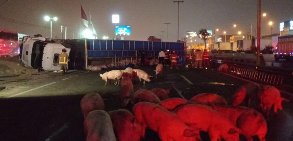 Tráiler que transportaba más de 100 cerdos volcó en la Panamericana Sur