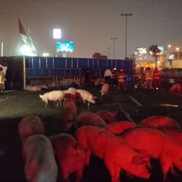 Tráiler que transportaba más de 100 cerdos volcó en la Panamericana Sur