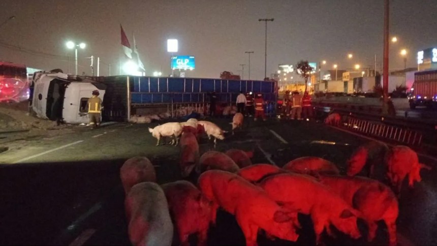 Tráiler que transportaba más de 100 cerdos volcó en la Panamericana Sur