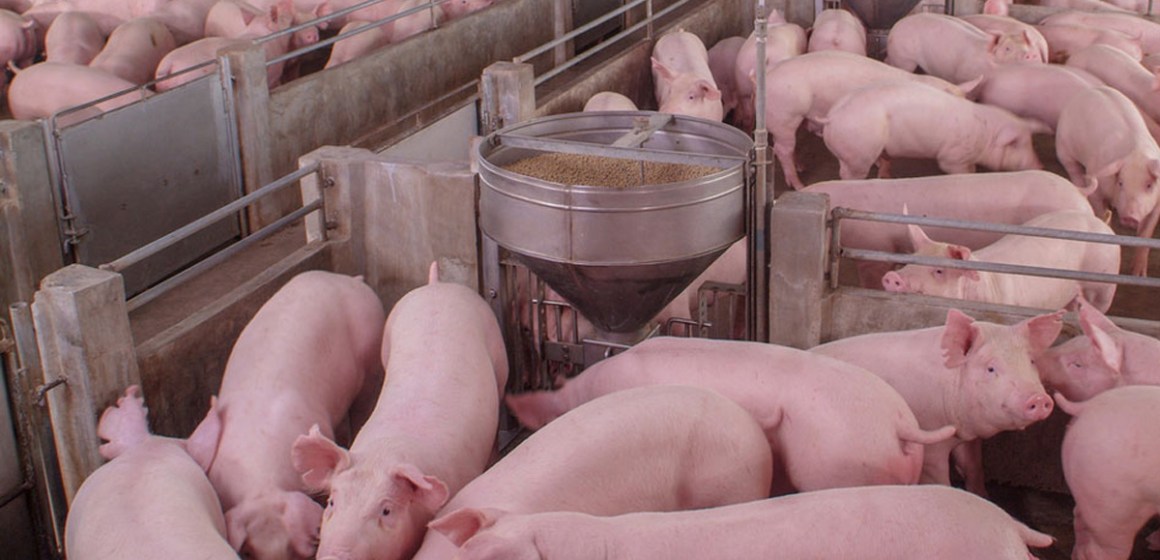 Manejo inteligente: Estrategias innovadoras para dominar el riesgo de micotoxinas