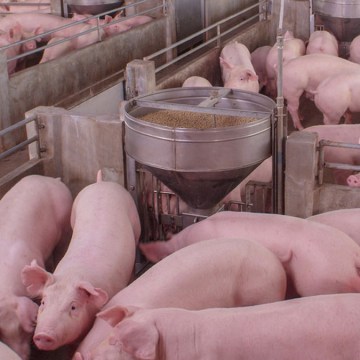 Manejo inteligente: Estrategias innovadoras para dominar el riesgo de micotoxinas