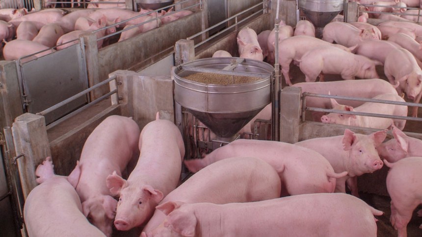 Manejo inteligente: Estrategias innovadoras para dominar el riesgo de micotoxinas