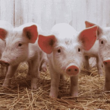 web ¿En dónde estamos parados?