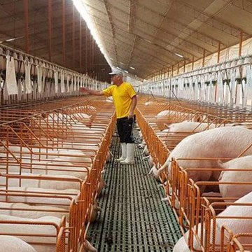 web porcino Estabilidad en comercialización y abastecimiento de cerdos en Lima