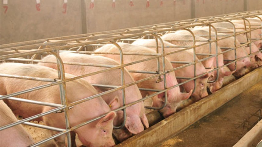 Sector porcino peruano se mantiene estable en comercialización y abastecimiento