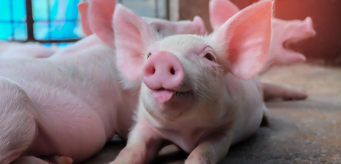 Uso de polifenoles seleccionados en el refuerzo del estatus inmunitario y antioxidante de la progenie
