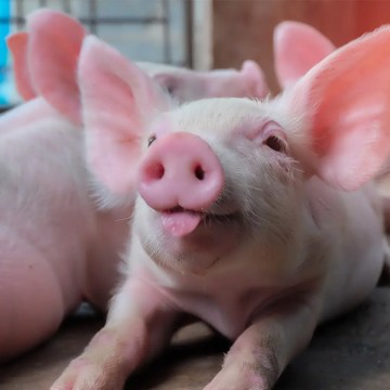 Uso de polifenoles seleccionados en el refuerzo del estatus inmunitario y antioxidante de la progenie