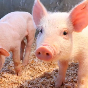 web porcina Producción porcina peruana sostiene crecimiento previo a fiestas de fin de año