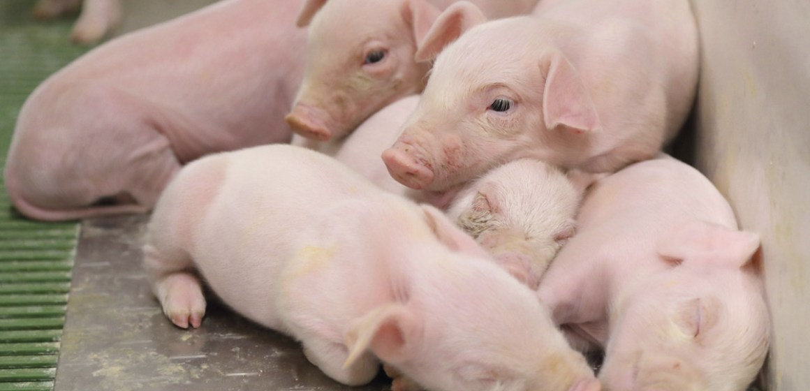Medidas de control frente al Circovirus Porcino y Mycoplasma