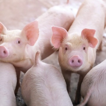 Uso de la Nanotecnología en los Aditivos para Alimentos en Porcinos