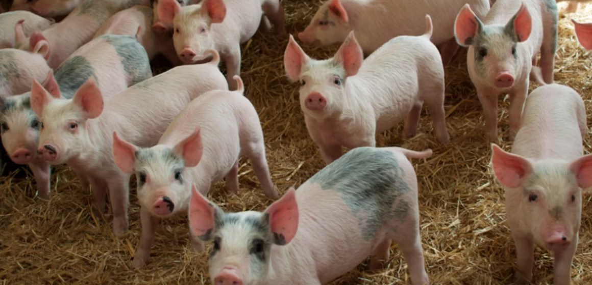 Estabilidad en comercialización de carne de cerdo en Perú durante octubre