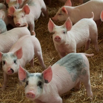 Estabilidad en comercialización de carne de cerdo en Perú durante octubre