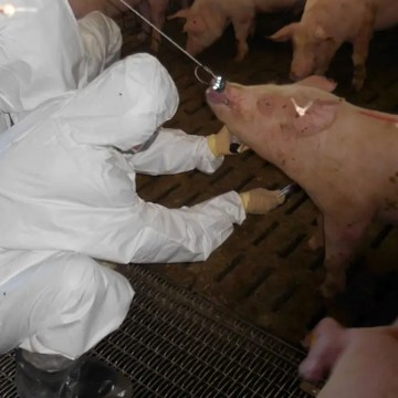 Taiwán recibe estatus de libre de Peste Porcina Africana