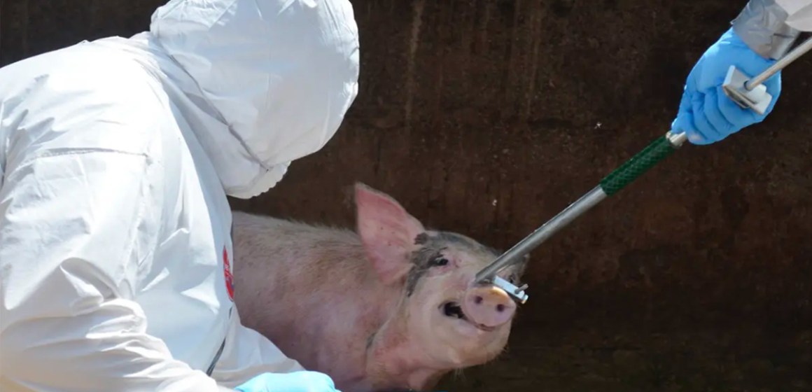 USDA declara endémica la PPA en República Dominicana tras años de brotes constantes