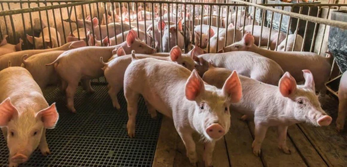 Redondos planea mejoras en planta de Huaura: Proyecto logístico en detalle