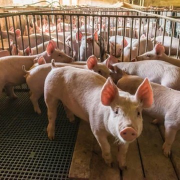 Redondos planea mejoras en planta de Huaura: Proyecto logístico en detalle