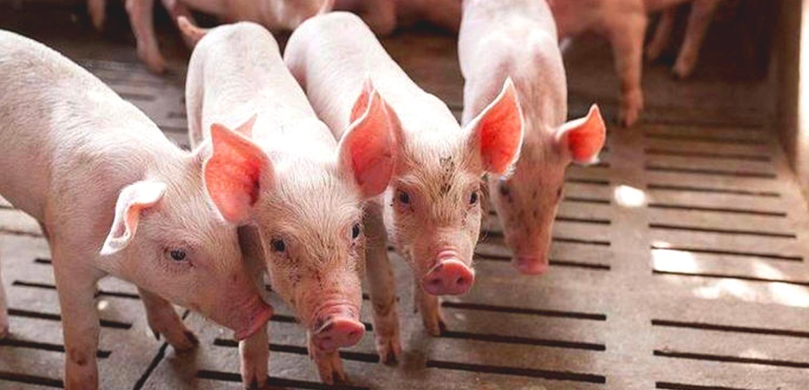 Midagri: sector agropecuario logra récord de crecimiento de 13.4% en octubre