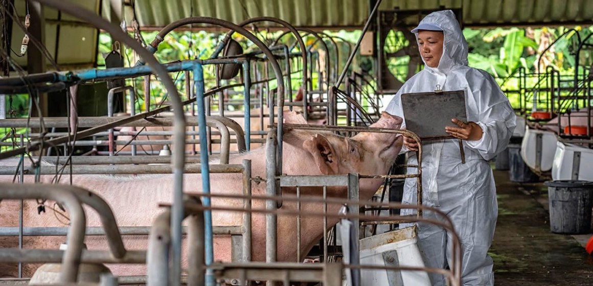 WEB FAO, DTRA y ROK-MAFRA se unen para prevenir Peste Porcina Africana en Asia y el Pacífico