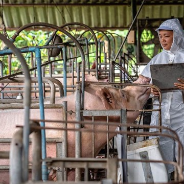 FAO, DTRA y ROK-MAFRA se unen para prevenir Peste Porcina Africana en Asia y el Pacífico