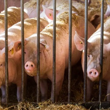 Recuperación del mercado porcino en Alemania tras brote de Aftosa en Brandeburgo