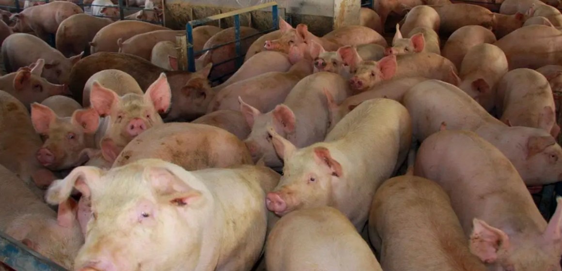 China aplica medidas más estrictas a importación de animales y productos cárnicos