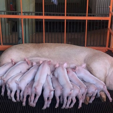 Estrés oxidativo en cerdas: Mejora la productividad estimulando el metabolismo de forma natural