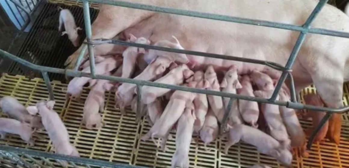 Cerda brasileña rompe récord con nacimiento de camada de 45 lechones