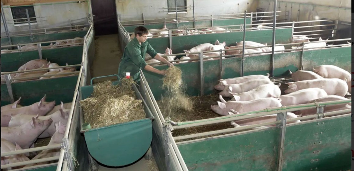 Alemania controla la Fiebre Aftosa y busca recuperación de su estatus sanitario