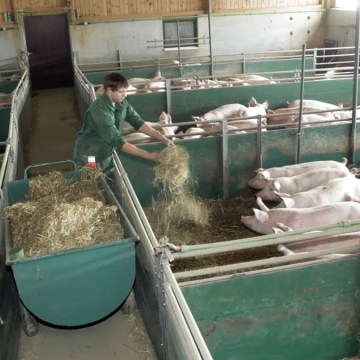 Alemania controla la Fiebre Aftosa y busca recuperación de su estatus sanitario