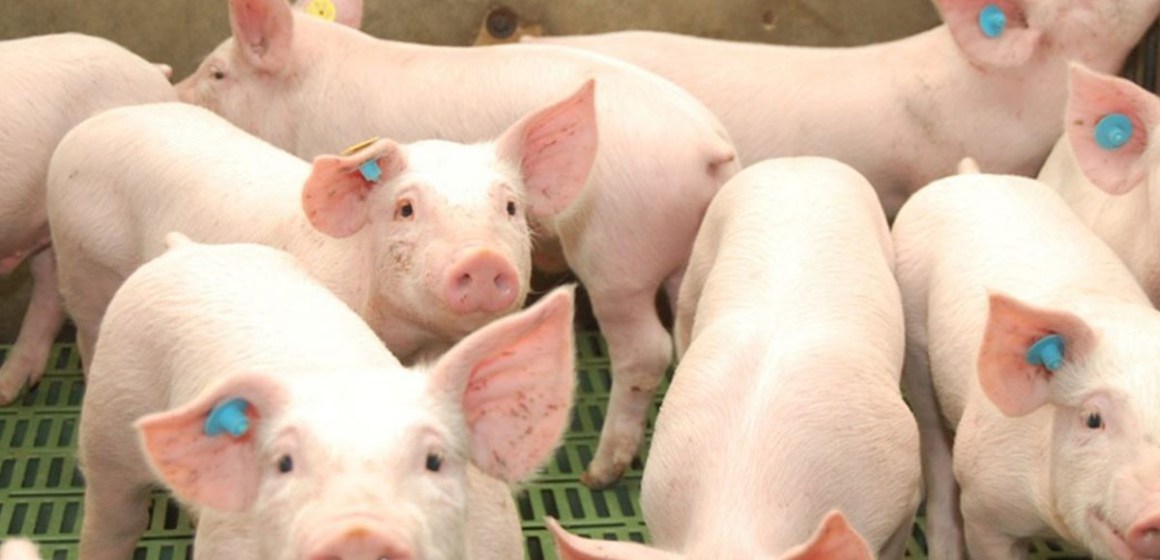 ASOPORCI impulsa mejoras en datos estadísticos relevantes para nuestro sector