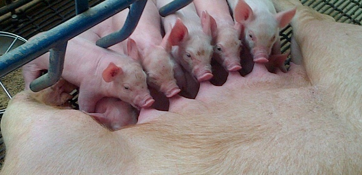 Producción porcina creció en 4.4% en diciembre de 2024