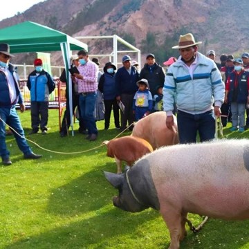web ya Arequipa se prepara para el II Festival Expo Porcino de Cocachacra