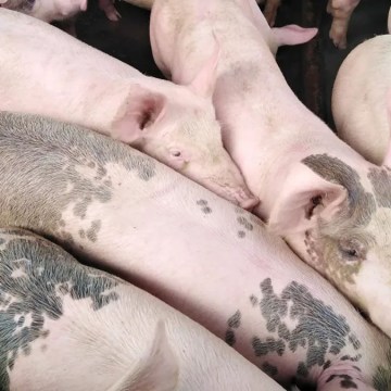 Síndrome de estrés porcino (PSS)