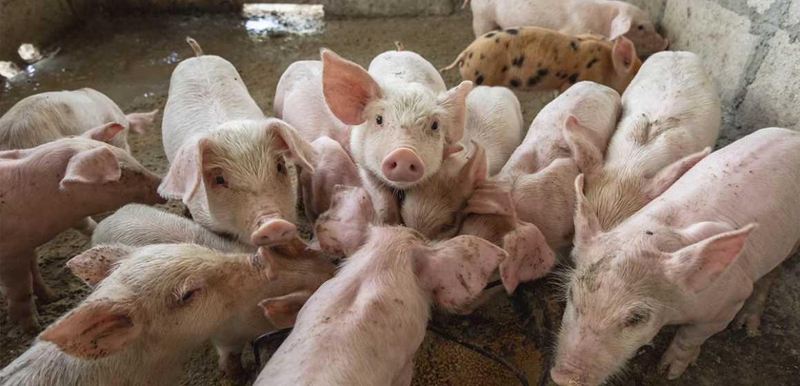 Día mundial del cerdo: conozca todo en torno a esta importante fecha de nuestro sector