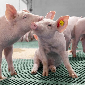 Bioseguridad en la porcicultura: Clave para una producción sostenible y carne de calidad