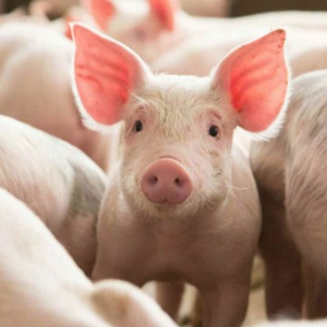 Porcilis® PCV ID: la vacuna con mayor duración de inmunidad del mercado