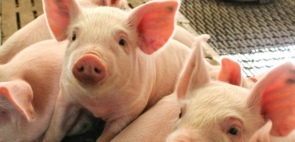 10 signos de advertencia de  la presencia de micotoxinas en sus cerdos