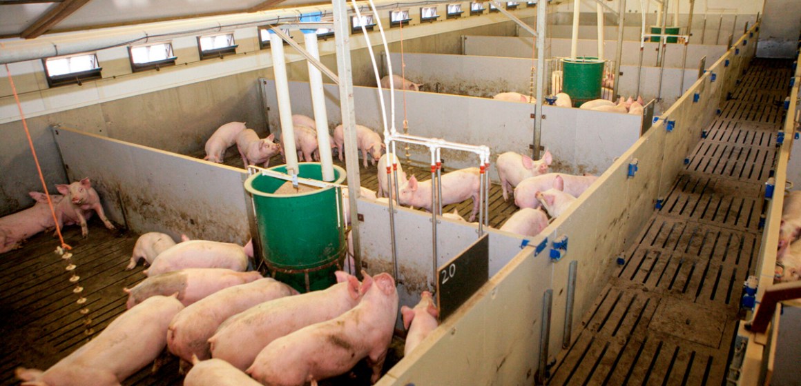 Aceites-esenciales-vs-Estrés-por-calor Aceites esenciales vs Estrés por calor: Un alivio natural