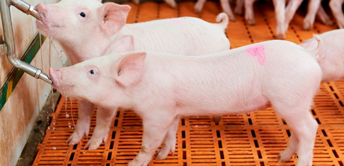 Agua de calidad, cerdos de calidad: Importancia de la higiene en el agua de bebida