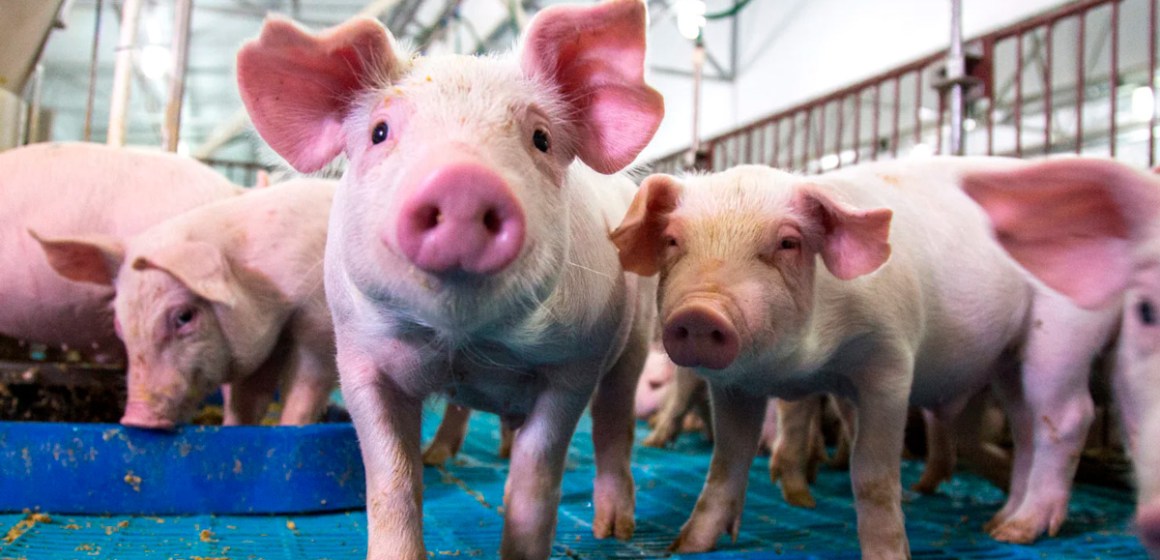 Diarrea por escherichia coli en lechones: Enfoque clínico, preventivo y económico