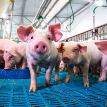 Diarrea por escherichia coli en lechones: Enfoque clínico, preventivo y económico
