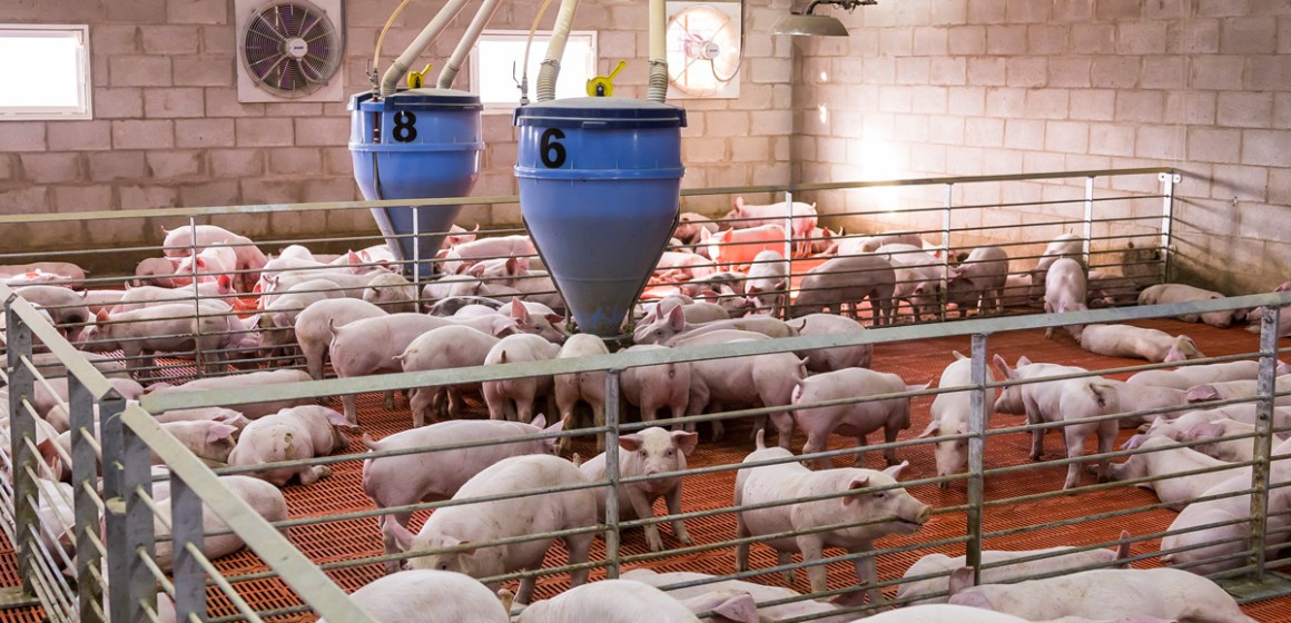 ¿El conocer la etología y los sentidos del cerdo puede mejorar la productividad? Parte I