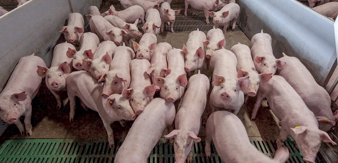 Tendencias y desafíos en la producción porcina en la sierra central del Perú