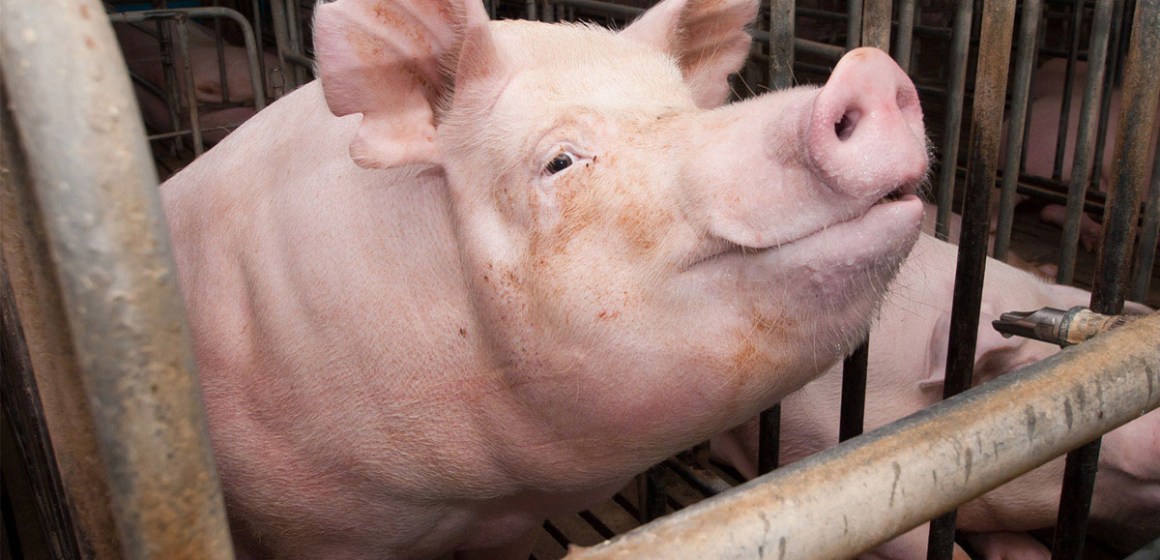 Conoce información valiosa sobre el uso de ivermectina en el tratamiento del PEDv