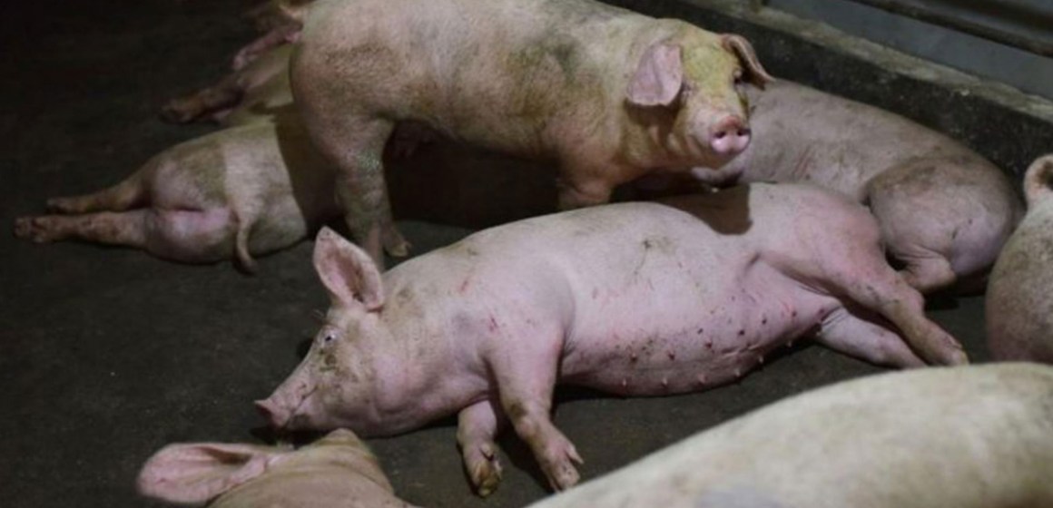 Más de 700 brotes de PPA en marzo: Europa, la región más afectada