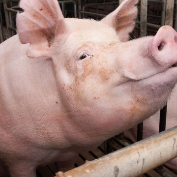 Conoce información valiosa sobre el uso de ivermectina en el tratamiento del PEDv