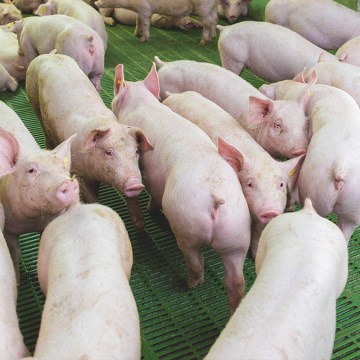 Producción porcina peruana creció 3,2% en febrero