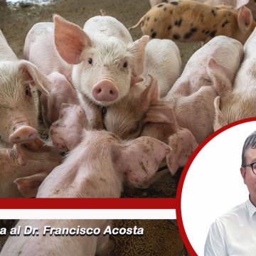 Desafíos y oportunidades para fortalecer la sanidad porcina